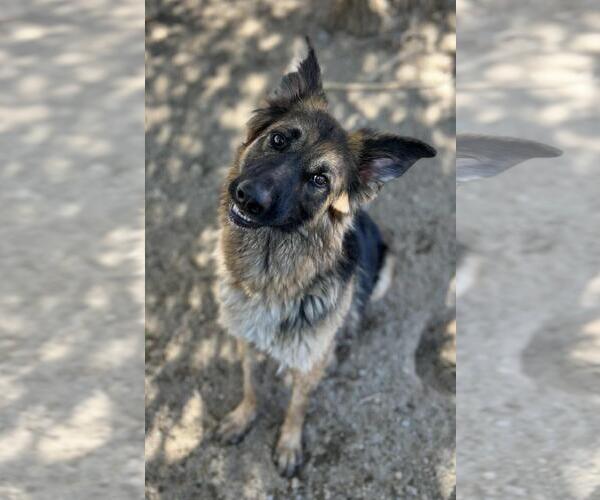 Medium Photo #3 German Shepherd Dog-Unknown Mix Puppy For Sale in Incline Village, NV, USA