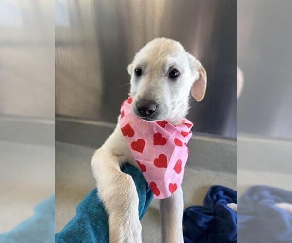 Medium Photo #1 Great Pyrenees-Unknown Mix Puppy For Sale in San Martin, CA, USA