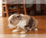 Small Photo #9 Australian Shepherd Puppy For Sale in SPENCER, TN, USA