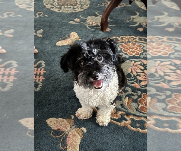 Medium Photo #13 Havanese Puppy For Sale in SATSUMA, FL, USA