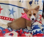 Small #4 Pembroke Welsh Corgi