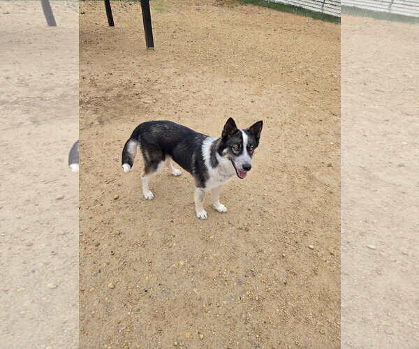 Medium Photo #1 Siberian Husky-Unknown Mix Puppy For Sale in Maquoketa, IA, USA