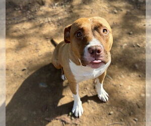 American Pit Bull Terrier-Unknown Mix Dogs for adoption in Sacramento, CA, USA
