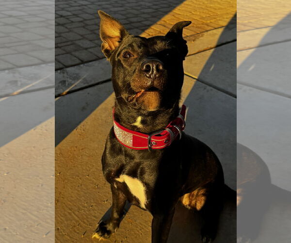 Medium Photo #3 American Pit Bull Terrier-Unknown Mix Puppy For Sale in Chandler, AZ, USA