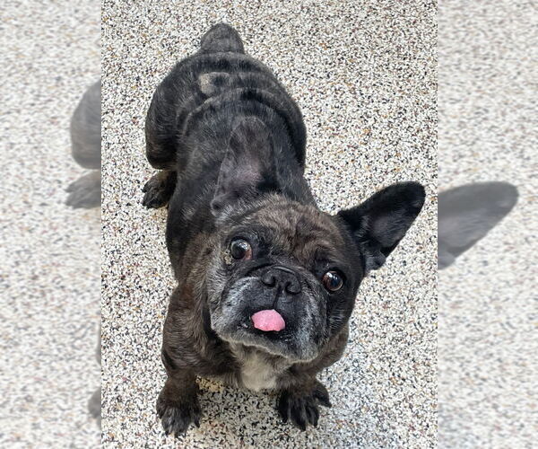 Medium Photo #4 French Bulldog-Unknown Mix Puppy For Sale in Lake Forest, CA, USA