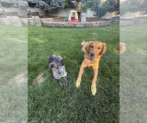 Father of the Goldendoodle (Miniature) puppies born on 11/02/2025