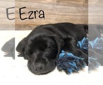 Puppy Ezra Labrador Retriever-Mutt Mix