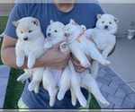 Small Photo #3 Shiba Inu Puppy For Sale in LAVEEN, AZ, USA