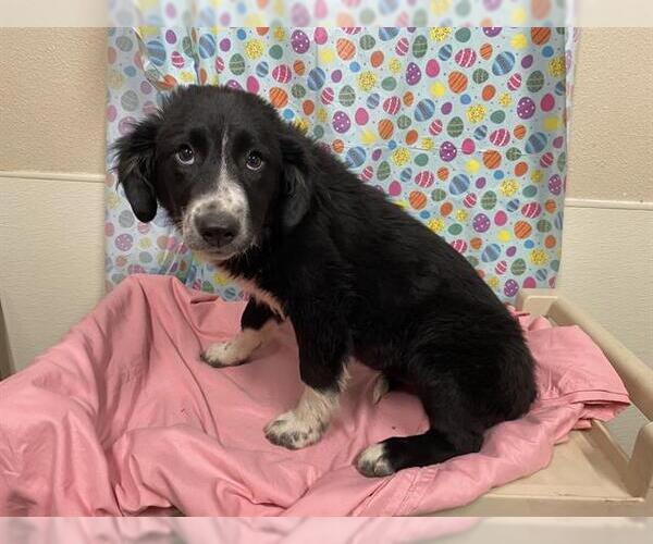 Medium Photo #1 Border Collie Puppy For Sale in Modesto, CA, USA