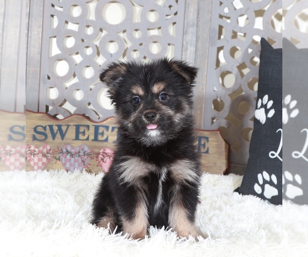 Medium Photo #4 Yoranian Puppy For Sale in MOUNT VERNON, OH, USA