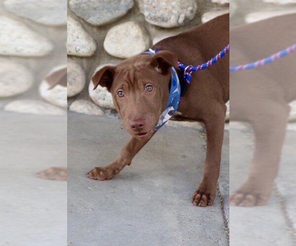 Medium Photo #10 Chinese Shar-Pei-Labrador Retriever Mix Puppy For Sale in Dana Point, CA, USA