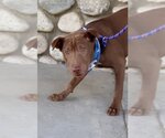 Small Photo #10 Chinese Shar-Pei-Labrador Retriever Mix Puppy For Sale in Dana Point, CA, USA