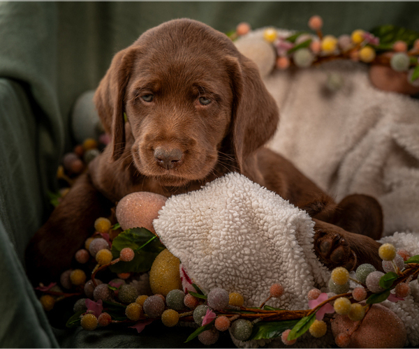 Medium Photo #4 Labradoodle Puppy For Sale in DEEPWATER, MO, USA
