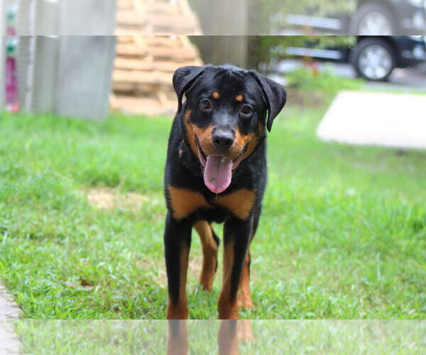 Medium Photo #3 Rottweiler-Unknown Mix Puppy For Sale in White Hall, AR, USA