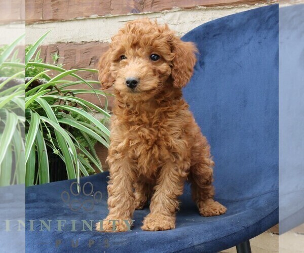 Medium Photo #2 Goldendoodle (Miniature) Puppy For Sale in NARVON, PA, USA