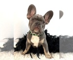 Small #2 French Bulldog