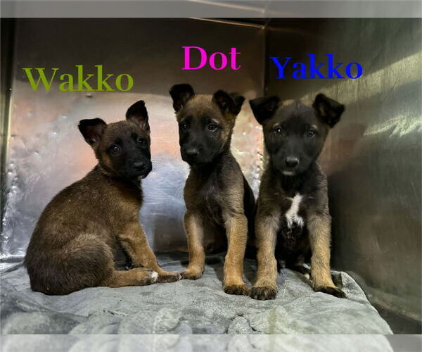 Medium Photo #3 Mutt Puppy For Sale in Imlay City, MI, USA