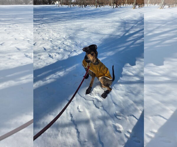 Medium Photo #3 Doberman Pinscher-Unknown Mix Puppy For Sale in Buffalo, MN, USA