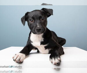 Boxer-Collie Mix Dogs for adoption in Tampa, FL, USA