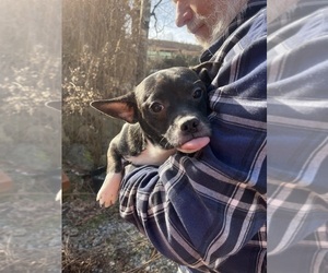 Medium French Bullhuahua