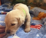 Puppy Puppy 5 Green Golden Retriever