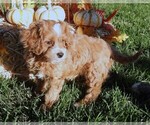 Image preview for Ad Listing. Nickname: Red Cavapoo