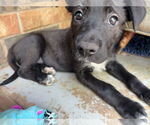 Small #10 Labrador Retriever Mix