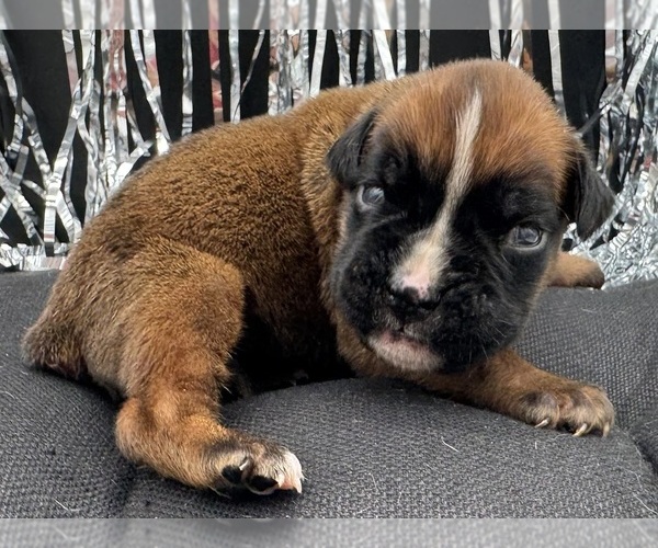 Medium Photo #2 Boxer Puppy For Sale in PAWNEE CITY, NE, USA
