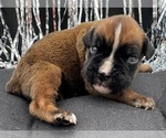 Small #1 Boxer
