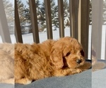 Small Photo #33 Goldendoodle (Miniature) Puppy For Sale in RANDOLPH, WI, USA