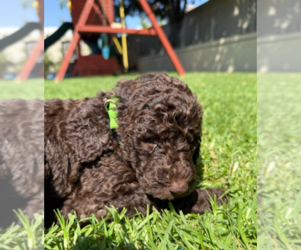 Medium Photo #4 Labradoodle mix (+ Poodle Standard) Puppy For Sale in CHULA VISTA, CA, USA