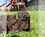 Small Photo #4 Labradoodle mix (+ Poodle Standard) Puppy For Sale in CHULA VISTA, CA, USA