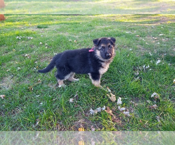 Medium Photo #2 German Shepherd Dog Puppy For Sale in OAK GROVE, OR, USA