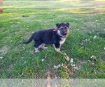 Small Photo #2 German Shepherd Dog Puppy For Sale in OAK GROVE, OR, USA