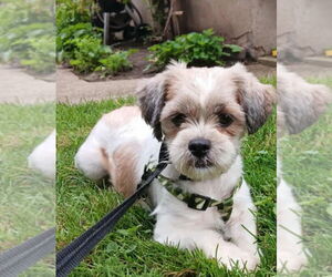 Shih Tzu Dogs for adoption in Brights Grove, Ontario, Canada