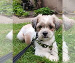 Small Shih Tzu