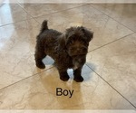 Small Schnoodle (Miniature)
