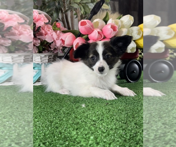 Medium Photo #1 Papillon Puppy For Sale in CANOGA, NY, USA