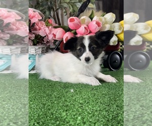 Papillon Puppy for sale in CANOGA, NY, USA