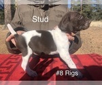 Small Photo #4 German Shorthaired Pointer Puppy For Sale in FLORISSANT, CO, USA