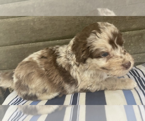 Medium Photo #4 Aussiedoodle Puppy For Sale in MIDDLETOWN, OH, USA