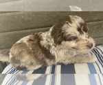 Small Photo #4 Aussiedoodle Puppy For Sale in MIDDLETOWN, OH, USA
