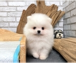 Small Photo #1 Pomeranian Puppy For Sale in SAN FRANCISCO, CA, USA