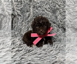 Cavapoo (Toy) Puppy for sale in JEFFERSONVILLE, IN, USA