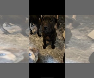 Presa Canario Puppy for sale in FORT WAYNE, IN, USA