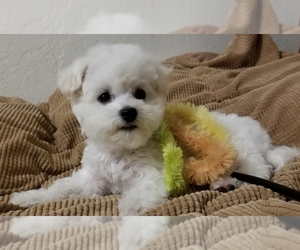 Bichon Frise Puppy for sale in EUGENE, OR, USA