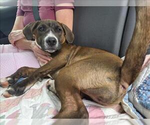Labrador Retriever-Unknown Mix Dogs for adoption in Conroe, TX, USA