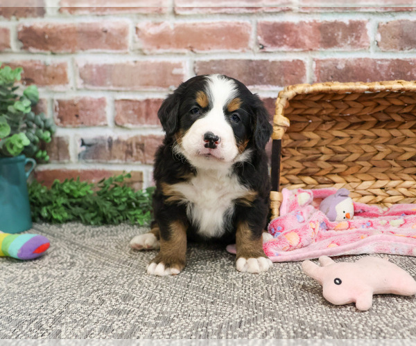 Medium Photo #7 Bernese Mountain Dog Puppy For Sale in SYRACUSE, IN, USA