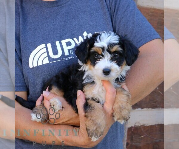 Medium Photo #3 Bernedoodle (Miniature) Puppy For Sale in NARVON, PA, USA