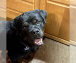 Small #12 Rottweiler